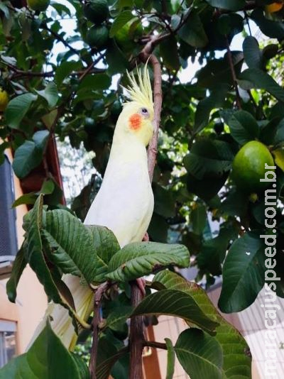 Mulher oferece R$ 300 para quem der notícias de calopsita sumida há 2 dias: 