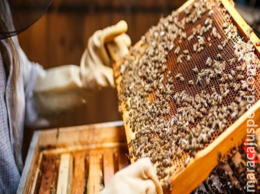 Nioaque recebe recurso para compra de equipamentos para a Casa do Mel