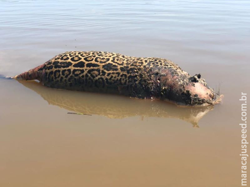 Onça pintada é encontrada morta com 7 perfurações no Pantanal Onça pintada é encontrada morta com 7 perfurações no Pantanal