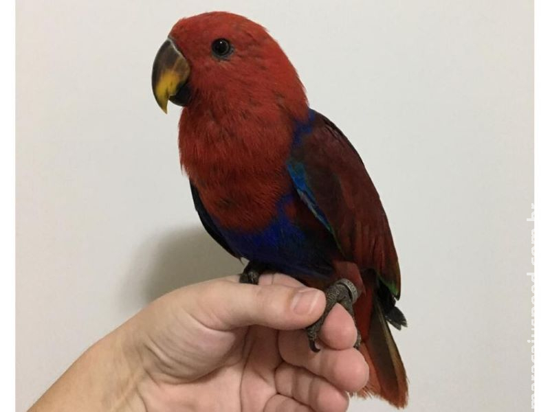 Papagaio exótico desaparece no bairro São Lourenço e dono oferece recompensa