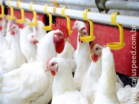 Pesquisadores estudam probióticos na alimentação de aves Pesquisadores estudam probióticos na alimentação de aves