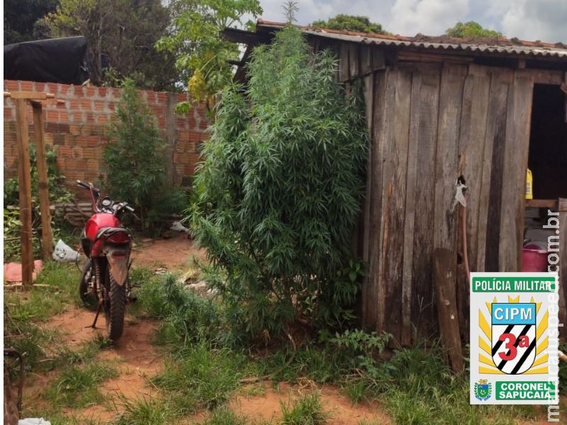 PM prende usuária que cultivava maconha no próprio quintal