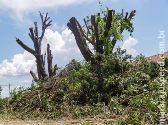 Poda radical de árvore em via pública vira caso de polícia no São Francisco