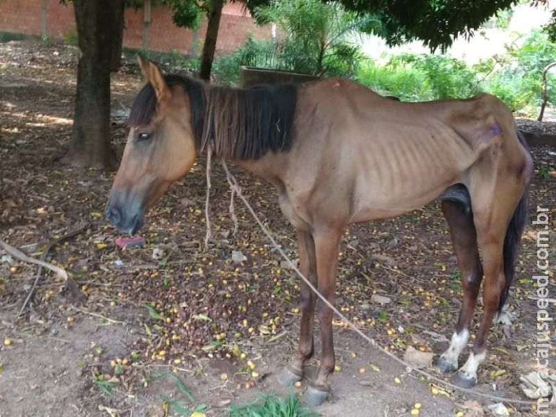 Polícia Militar Ambiental autua 16 infratores por maus-tratos a animais e aplica R$ 254,5 mil em multas em 2019