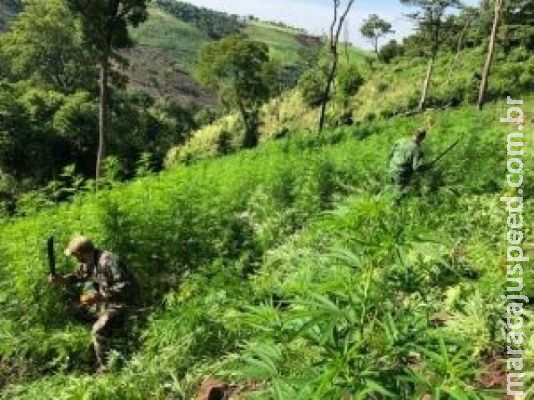 Polícia paraguaia destrói 11 hectares de maconha na fronteira de MS