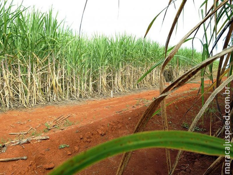 Produção de etanol deve chegar a 35,5 bilhões de litros e consumirá 65% da safra Produção de etanol deve chegar a 35,5 bilhões de litros e consumirá 65% da safra