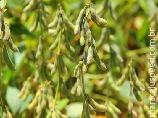 Produtores de soja tem até esta sexta-feira para registro das áreas