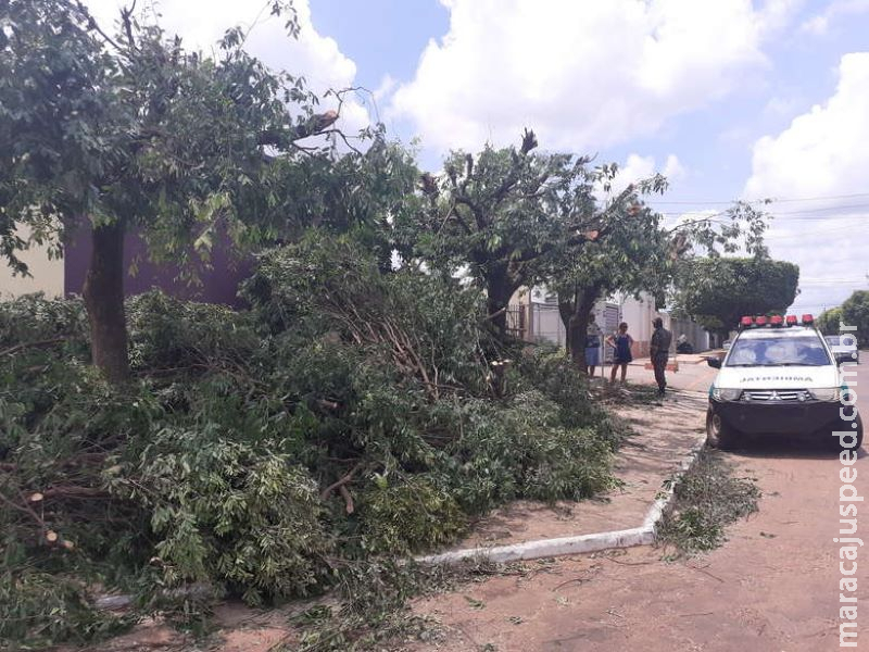 Professora é autuada em R$ 2,6 mil por danificar árvores de local público