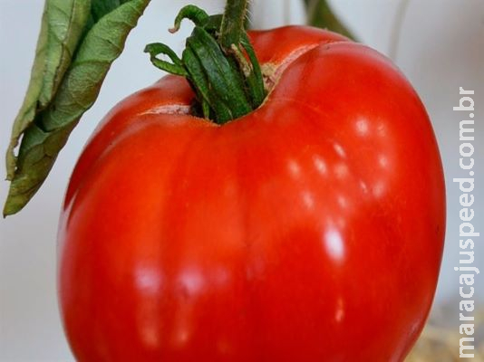 Proteína do tomate explica mistério da imunidade vegetal