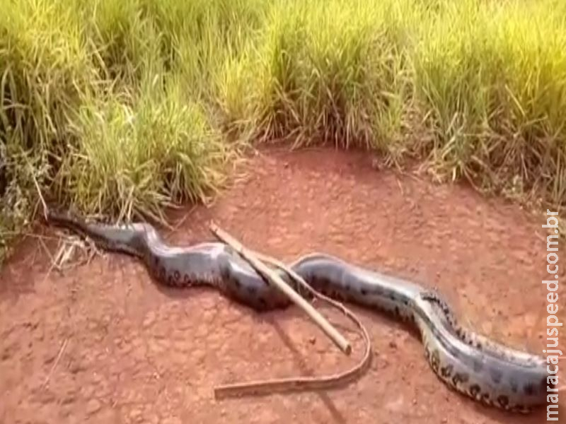 Sucuri de sete metros é encontrada por funcionários de usina Sucuri de sete metros é encontrada por funcionários de usina