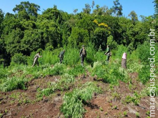 Traficantes cultivavam 33 toneladas de maconha avaliadas em R$ 3,6 milhões