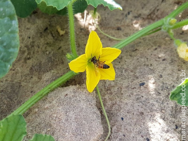 Abelhas escolhem flores de melão pelo cheiro