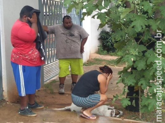 Abelhas matam cães Pitoco e George em ataque a vizinhos de ferro-velho