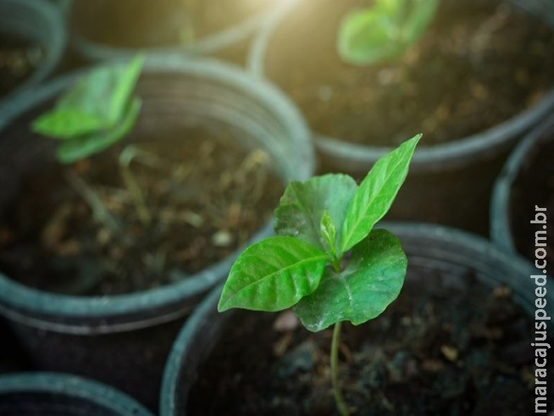 Agricultura familiar terá mais R$ 1 bilhão para investimento Agricultura familiar terá mais R$ 1 bilhão para investimento