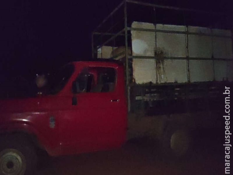 Animais transportados irregularmente são apreendidos em caminhão Animais transportados irregularmente são apreendidos em caminhão