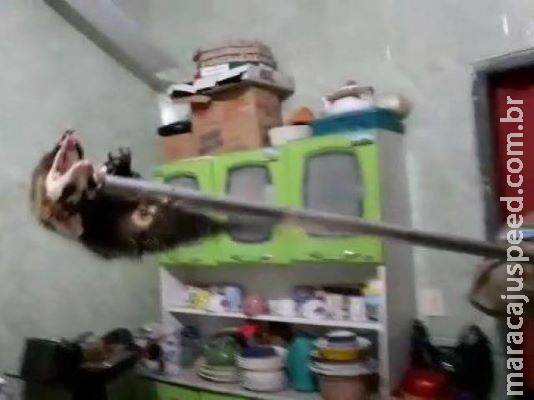 Bombeiros capturam gambá escondido em cozinha de casa