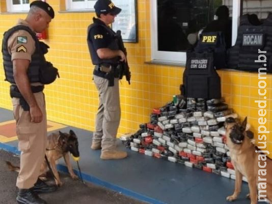 Carga de cocaína que saiu de Dourados é farejada por cães e apreendida Carga de cocaína que saiu de Dourados é farejada por cães e apreendida