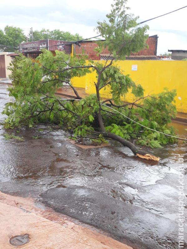 Chuva derruba árvores e deixa bairros sem luz em Campo Grande