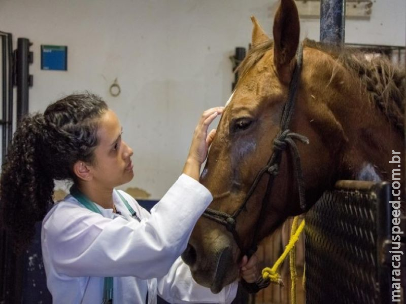 Colegiado analisa nesta terça MP que prorroga contratos de veterinários