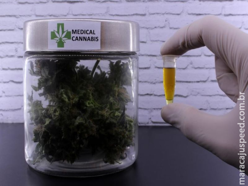 Comissão especial discute com Anvisa regulamentação do cultivo de Cannabis