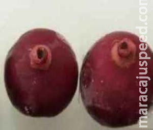 Conhece esse fruto? Típico do Pantanal, Tucum é usado para pesquisa de combate ao câncer