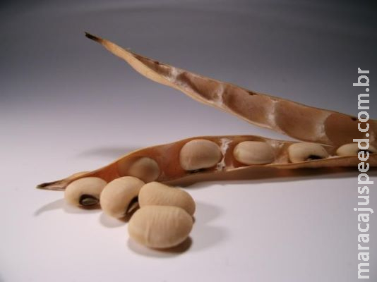 Consulta pública fará revisão das normas do Sistema Nacional de Sementes e Mudas