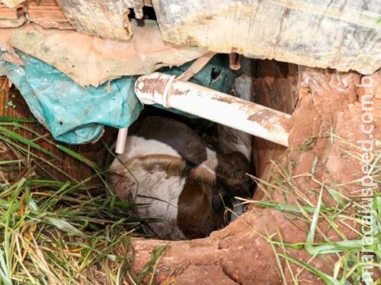 Égua morre após cair em fossa que nem dono sabia da existência