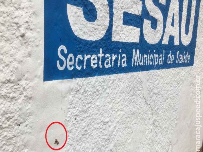 Em meio a ‘surto’ de escorpiões, encostar em muros é risco e nem Sesau escapa