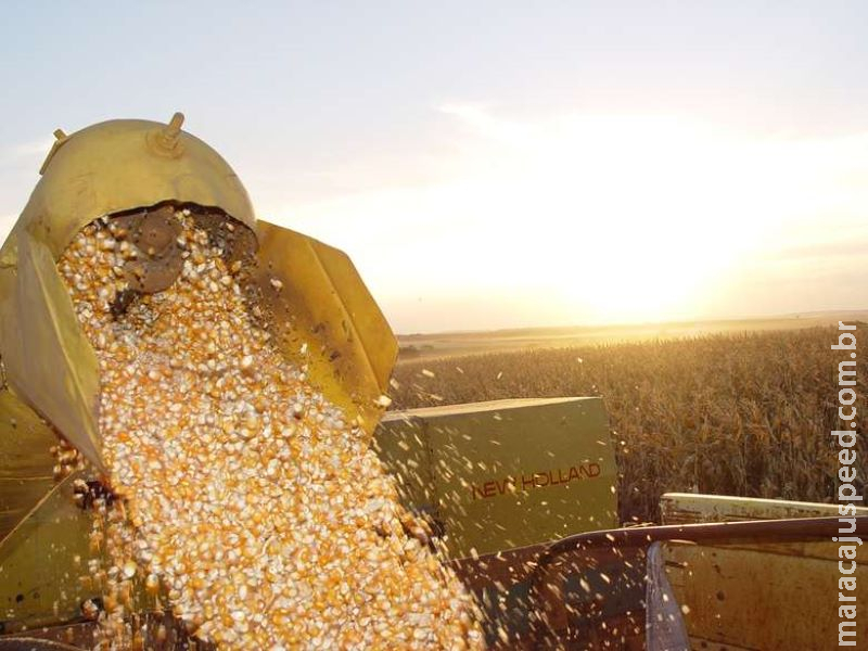 Exportações de soja e milho caem em janeiro
