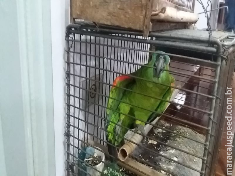 Homem é autuado em R$ 5 mil por manter 10 aves silvestres ilegalmente em cativeiro