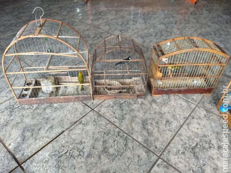 Homem é autuado por maus-tratos após deixar matar pássaros de fome Homem é autuado por maus-tratos após deixar matar pássaros de fome