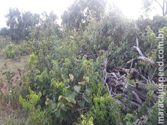 Homem é multado em R$ 25 mil por derrubar vegetação de cerrado