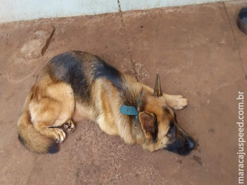 Homem leva multa por manter cão em sucata de veículo