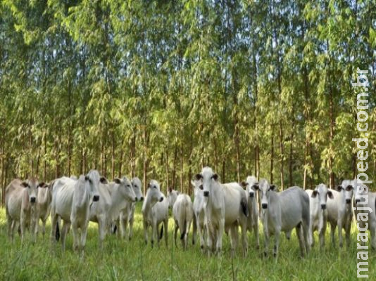 Líder na integração de pasto, lavoura e floresta, MS sediará congresso mundial
