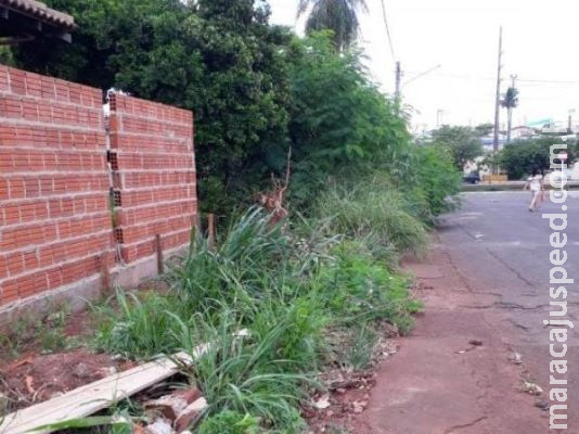 Mato toma conta de calçada e prejudica pedestres em via movimentada