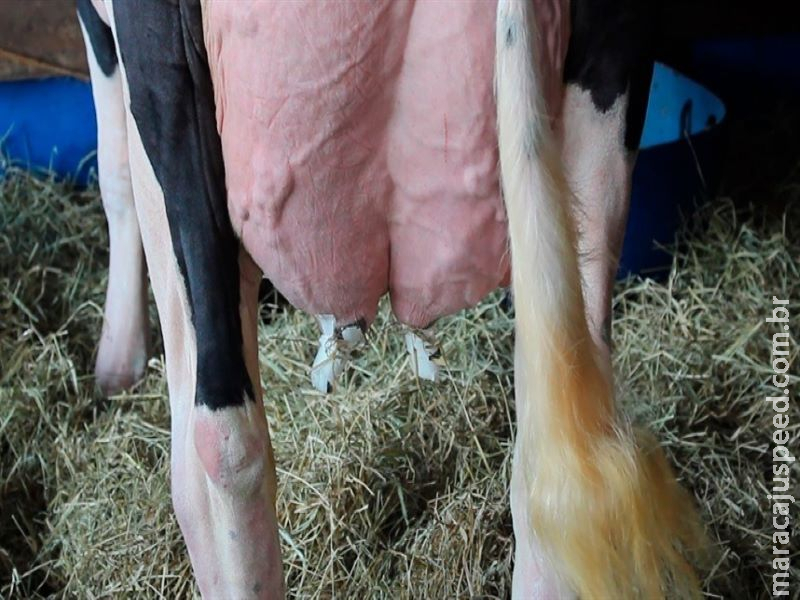 Monitoramento de antimicrobianos é atualizado