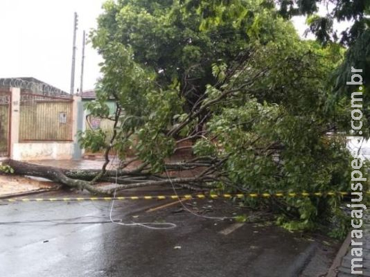 Morador de 70 anos sofre descarga elétrica após árvore cair na fiação