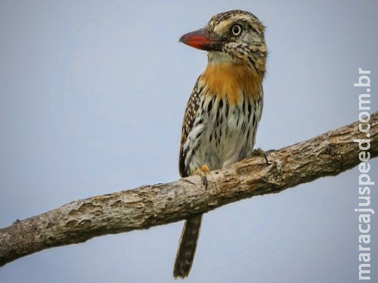 MS tem pássaros que não existem em nenhum outro lugar do mundo MS tem pássaros que não existem em nenhum outro lugar do mundo