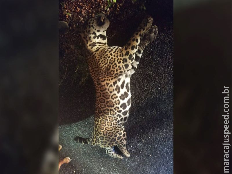 Onça de 140 quilos morre atropelada na BR-262, em Miranda Onça de 140 quilos morre atropelada na BR-262, em Miranda