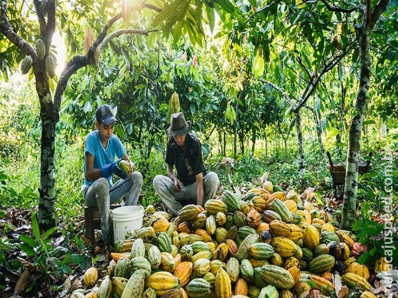 Pauta da CRA tem projetos de incentivo a produção de cacau e de energia solar