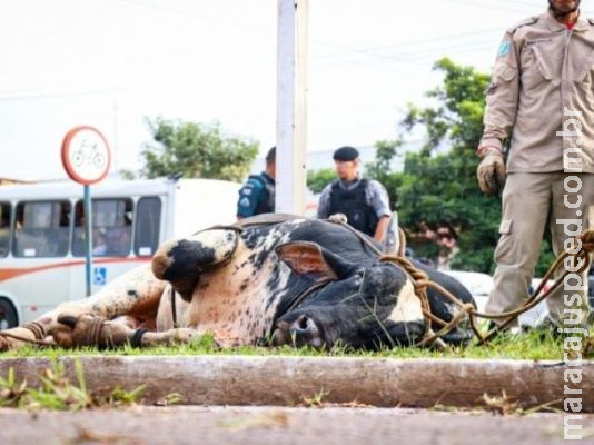 Polícia identifica marca de touro descontrolado e tenta rastrear dono Polícia identifica marca de touro descontrolado e tenta rastrear dono
