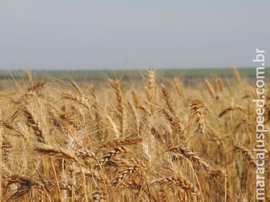 Preços mínimos da laranja, trigo e arroz são reajustados