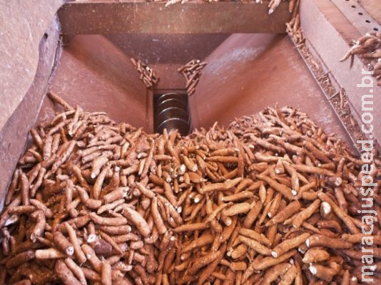 Rainha da mesa em MS, pesquisa testa mandioca com mais amido