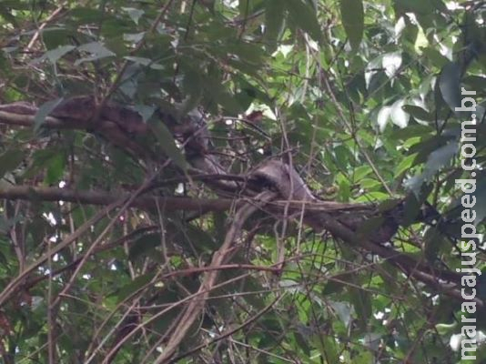 Resgatada de árvore, jiboia “fez sombra” na calçada e assustou quem viu