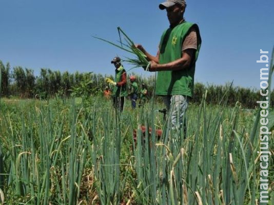 Técnicos agrícolas podem ser prestadores de assistência técnica e extensão rural Técnicos agrícolas podem ser prestadores de assistência técnica e extensão rural