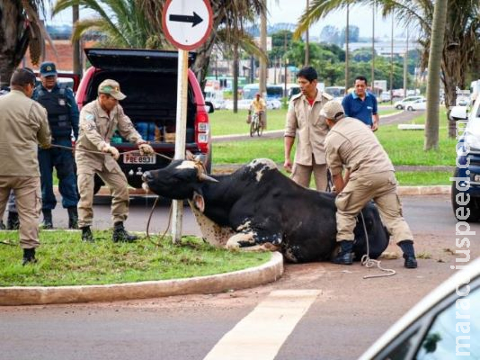 Touro descontrolado invade avenida, ataca 2 pessoas e trecho é interditado