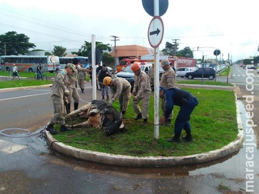 Vítima de touro solto em avenida de MS, mulher relata susto ao ver animal atingir moto que ela pilotava Vítima de touro solto em avenida de MS, mulher relata susto ao ver animal atingir moto que ela pilotava