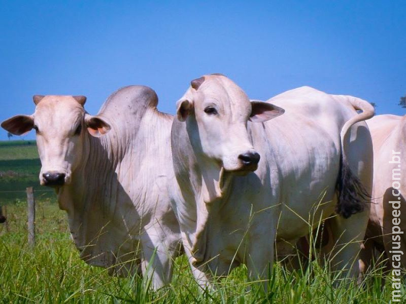 Arroba do boi valoriza e produtores esperam demanda aquecida com liberação de salários