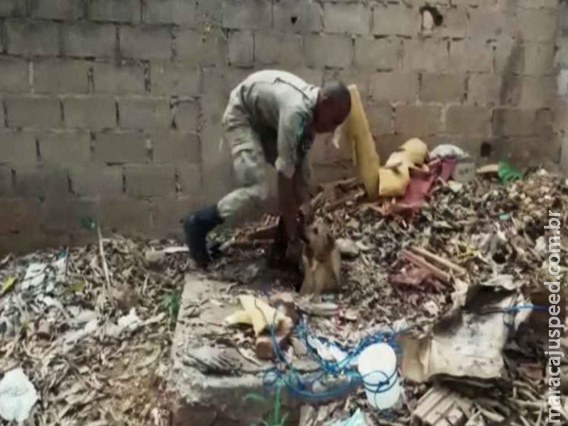 Cachorro é resgatado depois de passar 24h dentro de fossa Cachorro é resgatado depois de passar 24h dentro de fossa