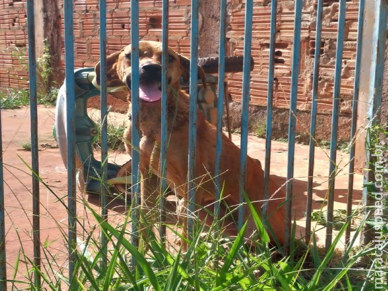 Cadela abandonada há dois meses em Campo Grande é encontrada magra e infestada de carrapatos